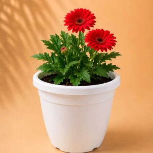 Rabecadecor Flower Pot